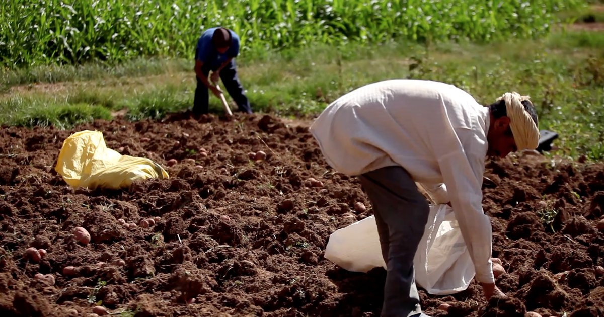 A call from North Africa: sovereignty over our land, food and destiny - Open Democracy