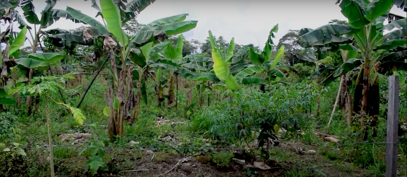 Los indígenas conservan la producción de plátano y yuca, alimentos básicos de su cultura.