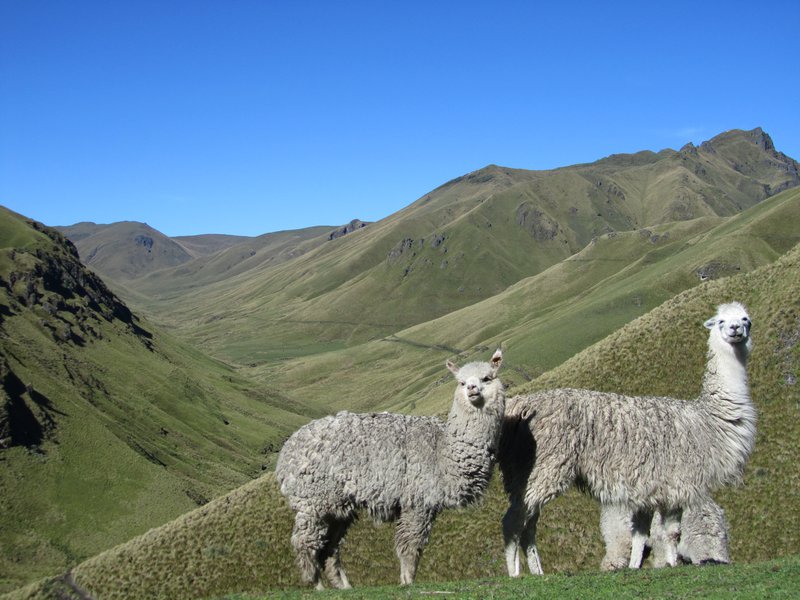 Alpacas in the páramo; Cotopaxi province, Ecuador