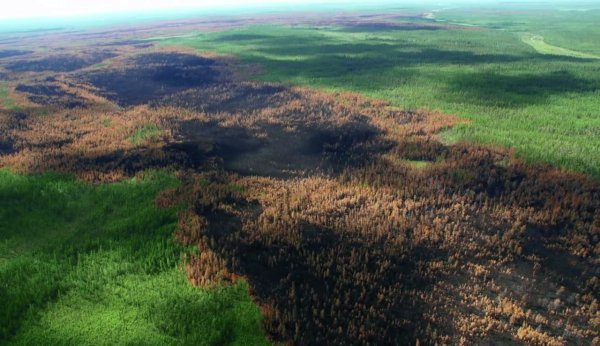 Последствия лесных пожаров в Красноярском крае.